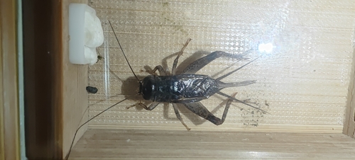 Japanese Burrowing Cricket