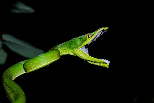 Green Vine Snake