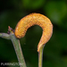 Puccinia sparganioides - Photo (c) Colin Purrington, todos los derechos reservados, uploaded by Colin Purrington