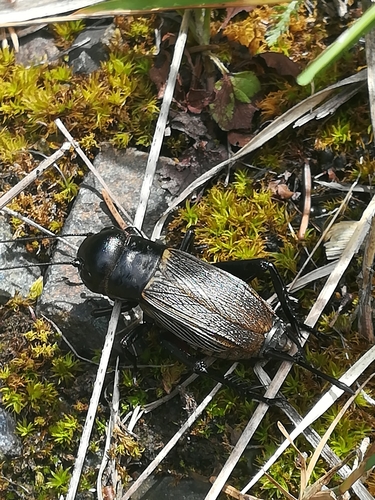European Field Cricket