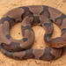 Eastern Copperhead - Photo (c) Benjamin Genter, all rights reserved, uploaded by Benjamin Genter