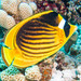 Red Sea Raccoon Butterflyfish - Photo (c) Lesley Clements, all rights reserved