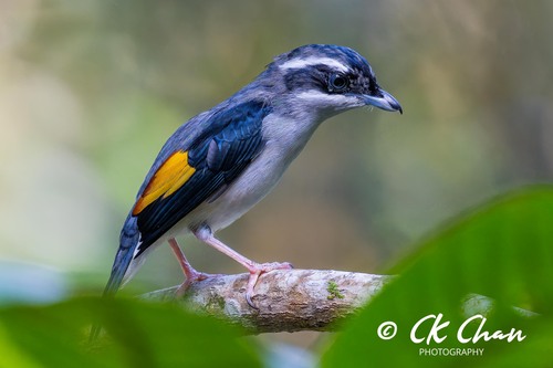 Pteruthius aeralatus Blyth, 1855