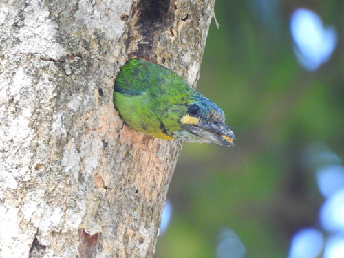Yellow-eared Barbet (Psilopogon australis) · iNaturalist