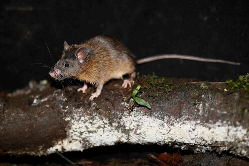 Montane Sumatran White-bellied Rat (Niviventer fraternus) — Least Concern Mammalia