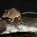 Montane Sumatran White-bellied Rat - Photo (c) Carlos N. G. Bocos, all rights reserved, uploaded by Carlos N. G. Bocos