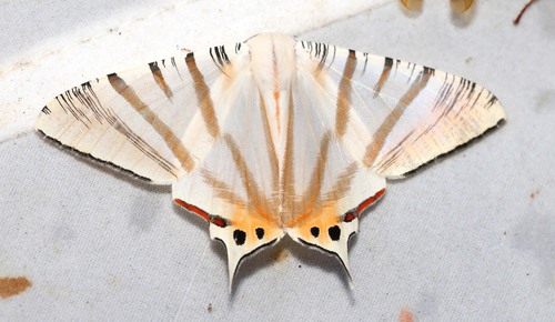 Ourapteryx nigrifimbria