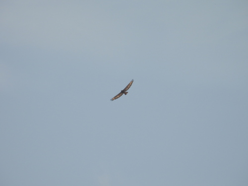 Red-necked Buzzard