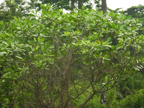 Wild Frangipani