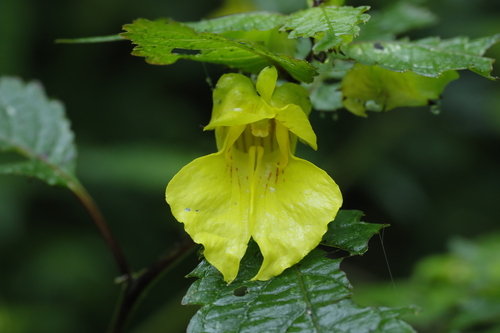 Impatiens paradoxa