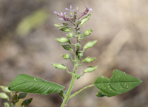 Cuphea circaeoides