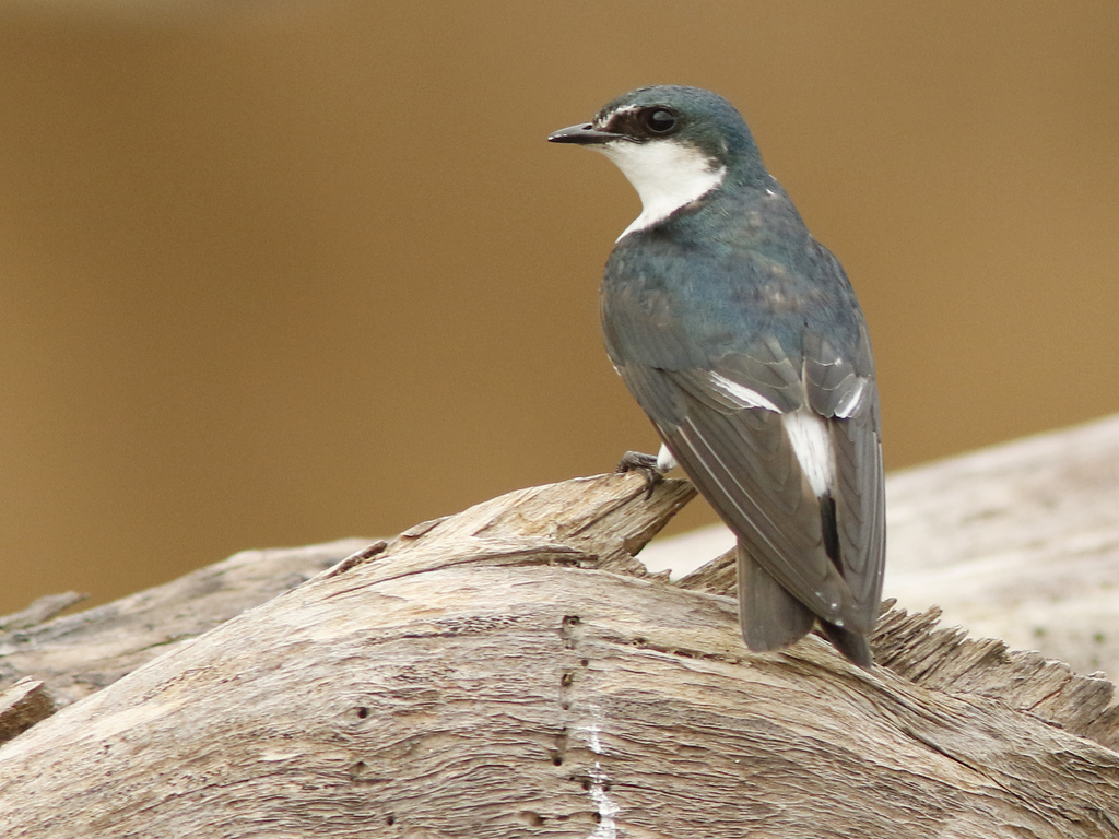 Mangrove Swallow photo