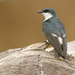 Mangrove Swallow - Photo (c) David Beadle, all rights reserved, uploaded by David Beadle