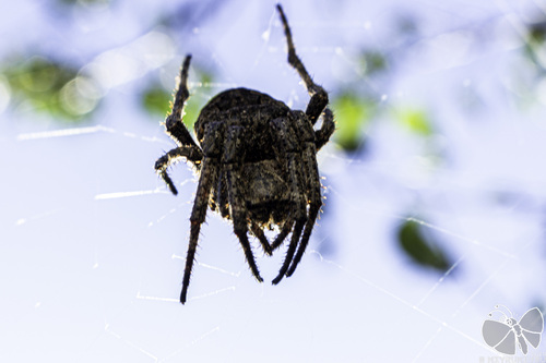 Araneus ventricosus