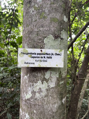 Nesogordonia papaverifera