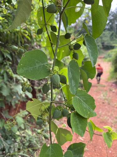Adenia cissampeloides