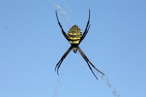 Oval Saint Andrew's Cross Spider
