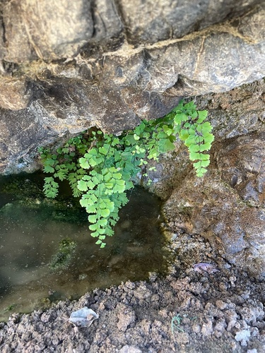black maidenhair fern