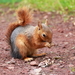 Caucasian Squirrel - Photo (c) artem, all rights reserved, uploaded by artem