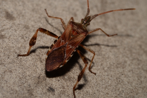 Western Conifer Seed Bug