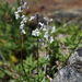 Anarrhinum laxiflorum - Photo (c) Ingeborg van Leeuwen, kaikki oikeudet pidätetään