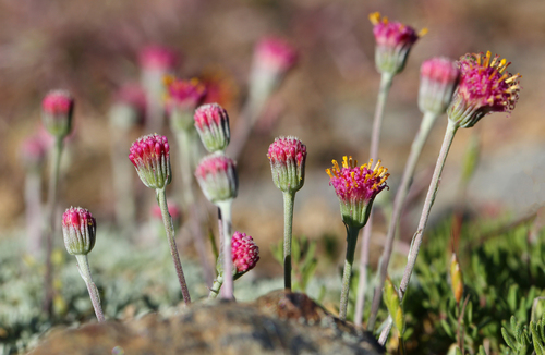 Jacobaea Boissieri