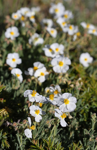 Helianthemum pannosum · iNaturalist