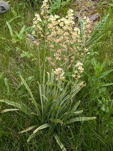 Mountain Deathcamas