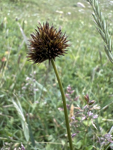 Carex haydeniana