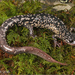 White-spotted Slimy Salamander - Photo (c) Jake Scott, all rights reserved, uploaded by Jake Scott