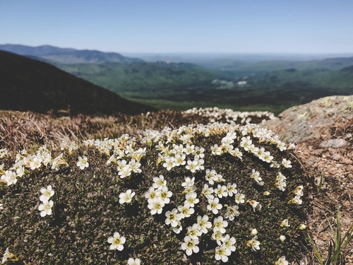 Diapensia