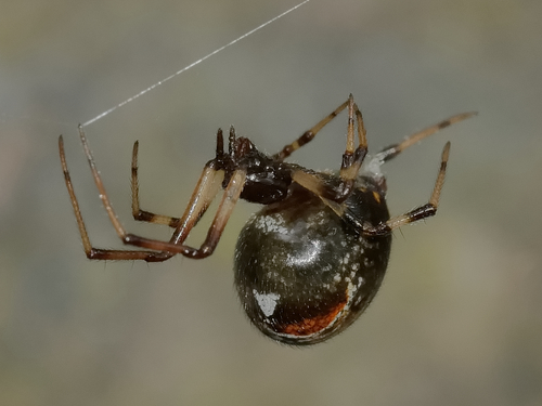 Parasteatoda lunata