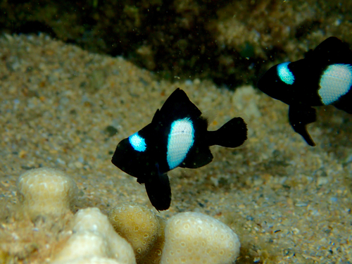 Hawaiian Dascyllus