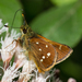 Snowball-spotted Skipper - Photo (c) Anne, all rights reserved
