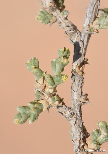 Cornulaca monacantha
