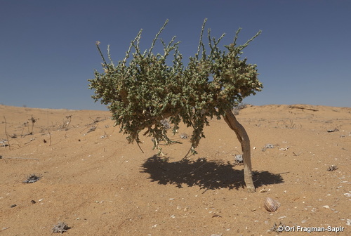 Cornulaca monacantha