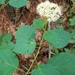 Hydrangea arborescens - Photo (c) Lincoln Durey, όλα τα δικαιώματα διατηρούνται, uploaded by Lincoln Durey