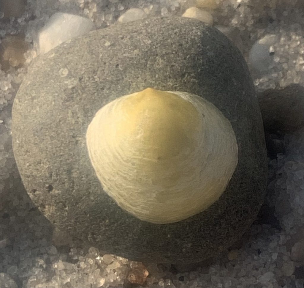 Jingle Shells from Great Peconic Bay, Southampton, NY, US on August 30 ...