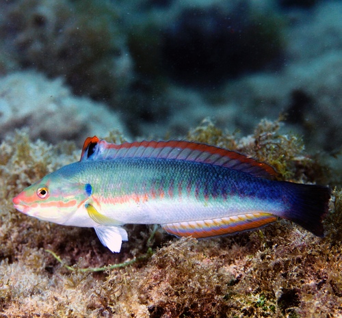 Atlantic rainbow wrasse
