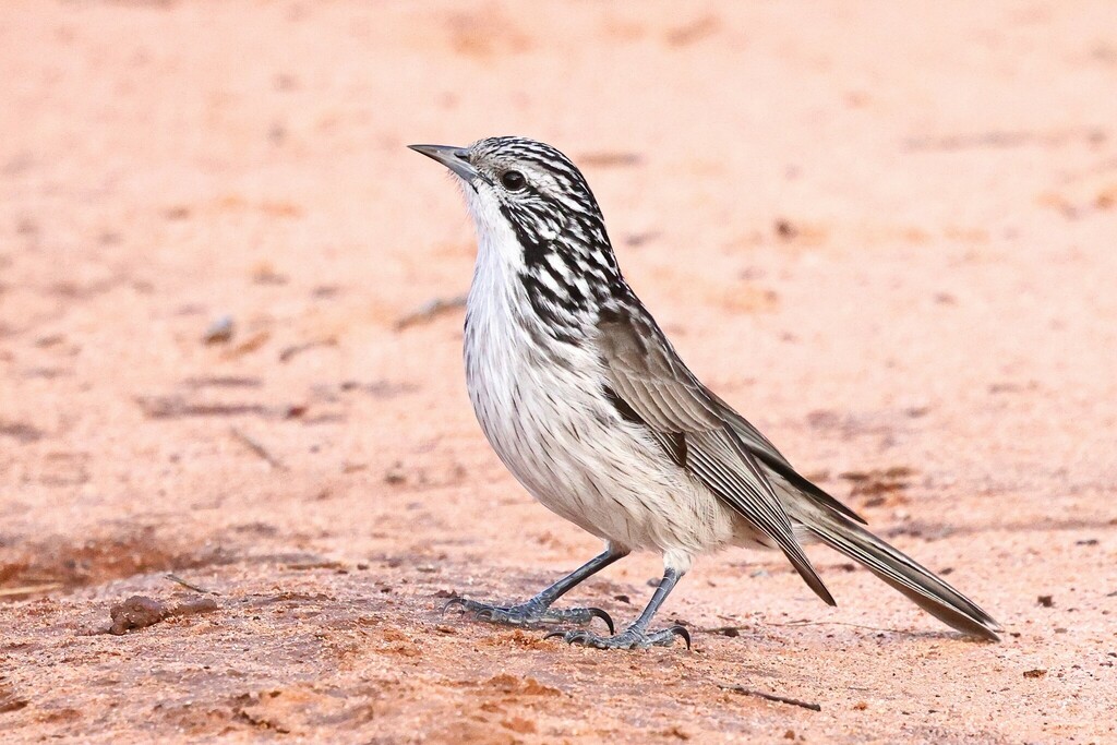 Striped Honeyeater (Plectorhyncha lanceolata) photo
