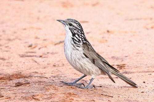 Plectorhyncha lanceolata Gould, 1838