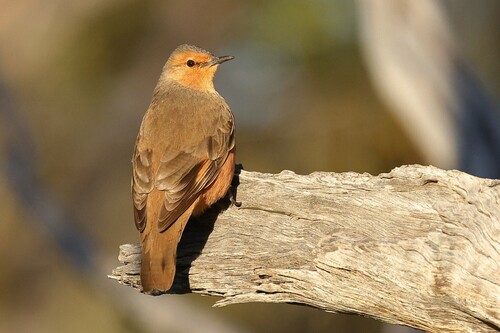 Climacteris rufus Gould, 1841