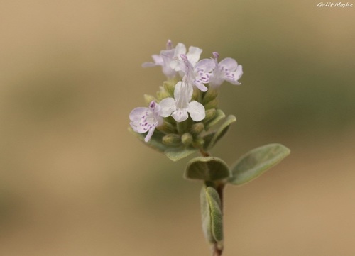 Ziziphora clinopodioides
