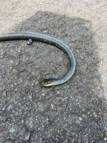 Common Tree Snake sighting