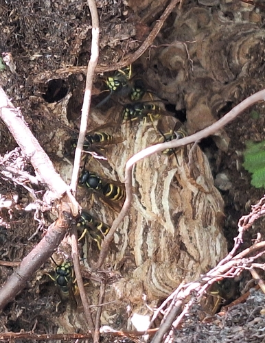 American Yellowjacket