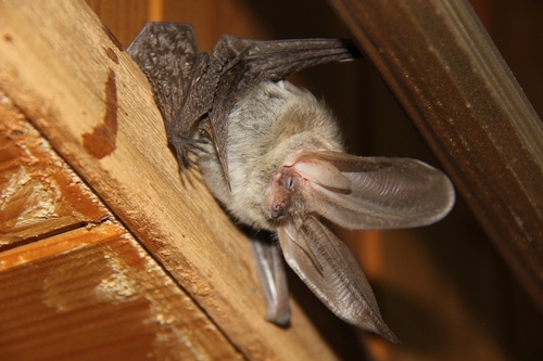Ward's Long-eared Bat (Plecotus wardi) — Least Concern Mammalia