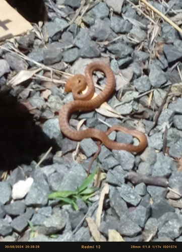 Brown Tree Snake sighting