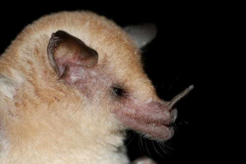 Pale-bellied Nectar Bat (Lonchophylla inexpectata) — Data Deficient Mammalia