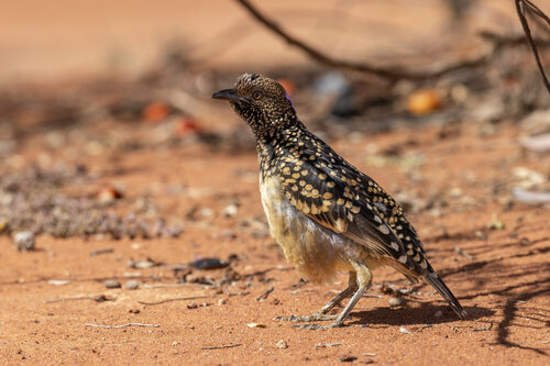 Chlamydera guttata Gould, 1862