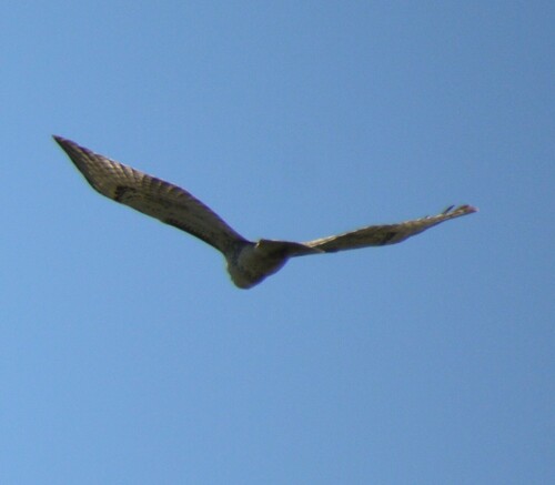 Red-tailed Hawk